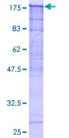Human BAG6 / G3 / Scythe Protein (Recombinant GST)