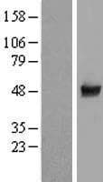 CCDC97 Protein (Over-Expression Lysate Myc-DDK (Flag))
