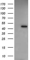 RASSF8 Antibody (clone OTI1A1)