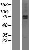 LRSAM1 Protein (Over-Expression Lysate Myc-DDK (Flag))