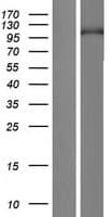 PIWIL3 Protein (Over-Expression Lysate Myc-DDK (Flag))