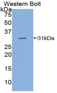 CD109 Antibody (aa890-1131)