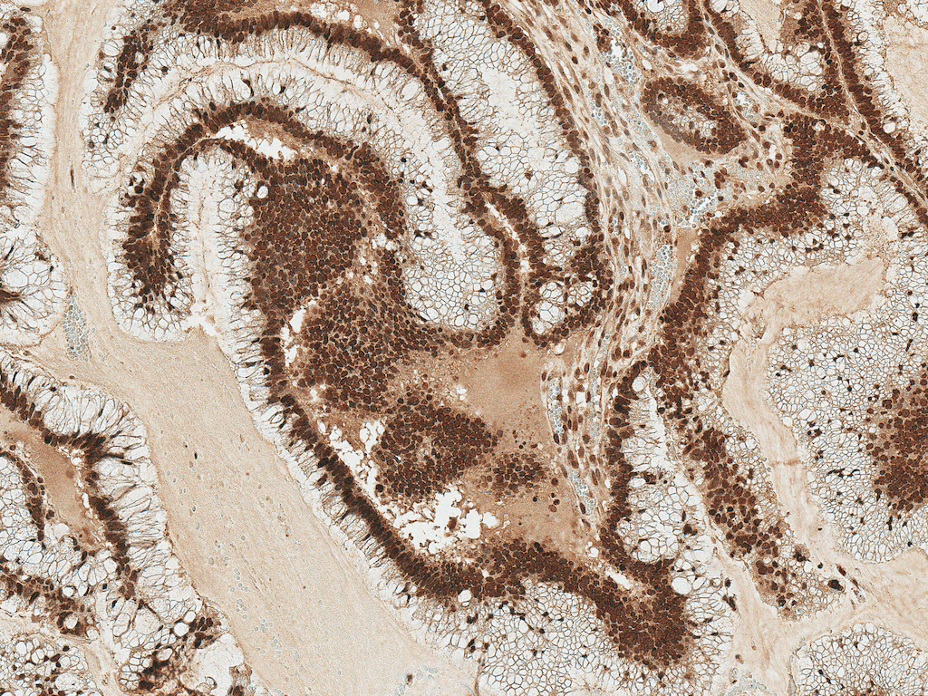 STK4 Antibody (APC)