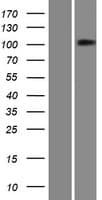 PTPMEG / PTPN4 Protein (Over-Expression Lysate Myc-DDK (Flag))