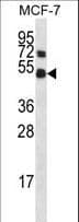 MAPK8 / JNK1 Antibody (aa239-268)
