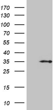 HDHD3 Antibody (clone OTI2A8, Carrier-free)