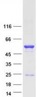 Human IFRD1 / TIS7 Protein (Recombinant Myc-DDK (Flag))