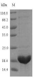 Raphanus sativus Defensin-like protein 2 (Recombinant 6His-SUMO, N-terminus)
