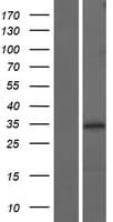 NTHL1 Protein (Over-Expression Lysate Myc-DDK (Flag))