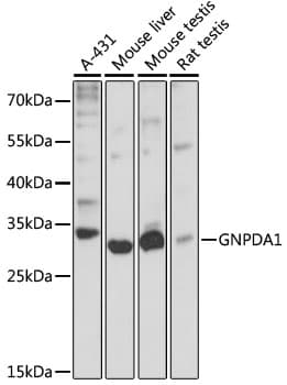 GNPDA1 Antibody
