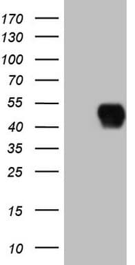CD40 Antibody (aa21-166, clone OTI1F12)