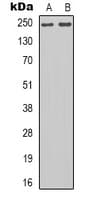 IHC-plus™ POLR2A / RNA polymerase II Antibody (C-Terminus)