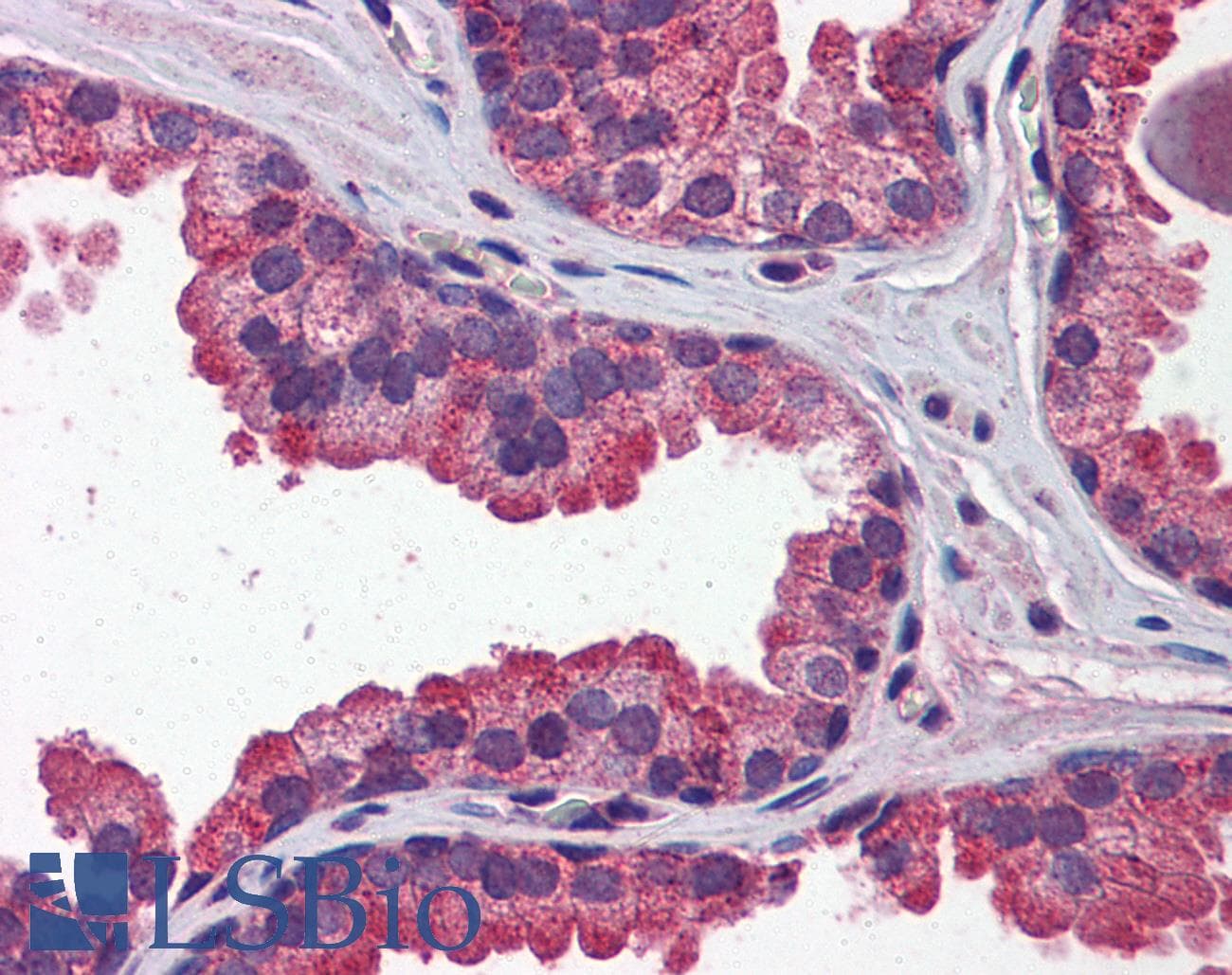 WNT3A Antibody (N-Terminus)