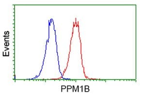 Monoclonal Mouse anti-Human PPM1B Antibody (clone OTI3C9, IF, WB)