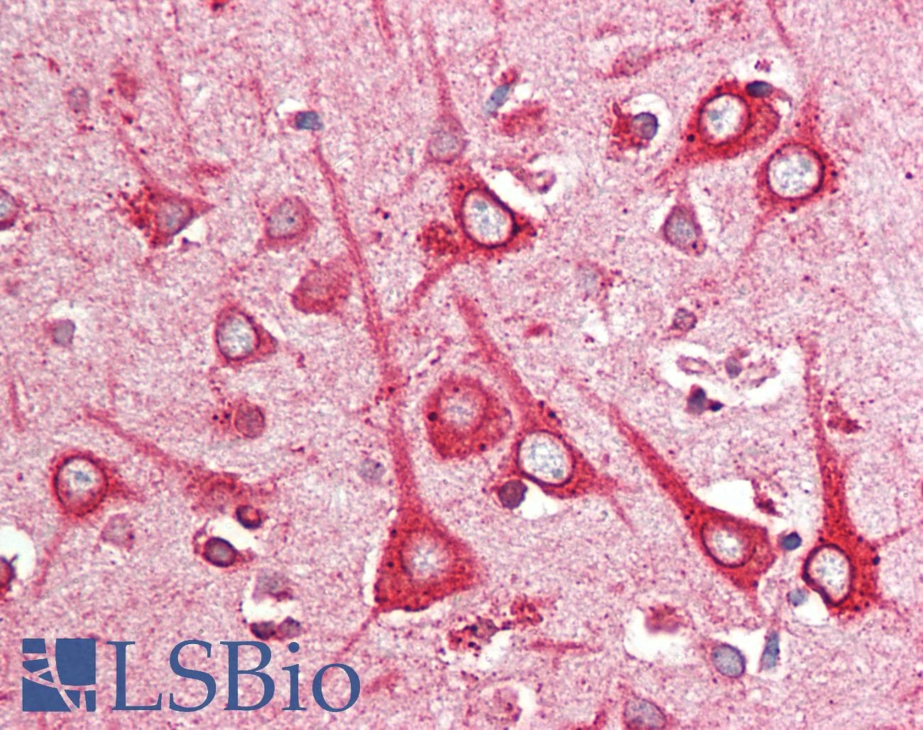 IHC-plus™ KDEL Tetrapeptide Antibody (clone 1D5)