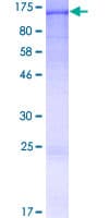 Human IQSEC1 Protein (Recombinant GST)