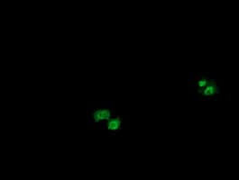 OTUB1 / OTU1 Antibody (clone OTI1E3)