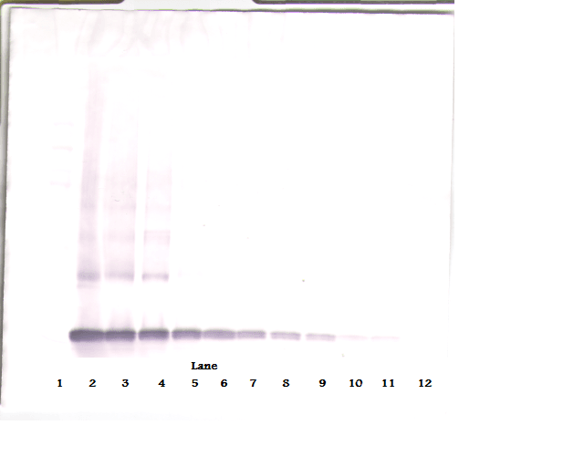 IHC-plus™ Polyclonal Rabbit anti-Human PDGF-AA Antibody (IHC, WB)