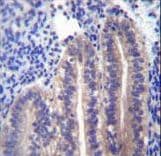 ANGPTL7 / CDT6 Antibody (aa315-346)