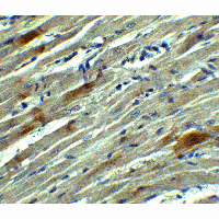 IHC-plus™ SOX10 Antibody