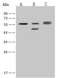 FARSA Antibody