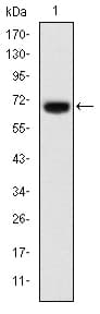 FOXP2 Antibody (clone 5C11A2)