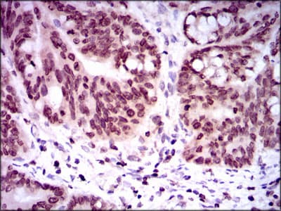 NR6A1 / GCNF Antibody (clone 4G8)