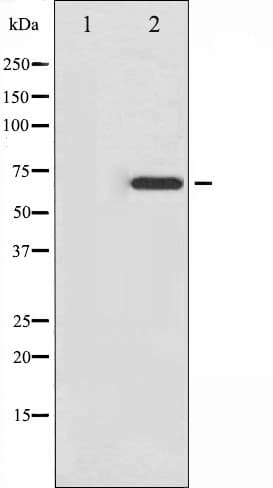 EZR / Ezrin Antibody (phospho-Tyr478)