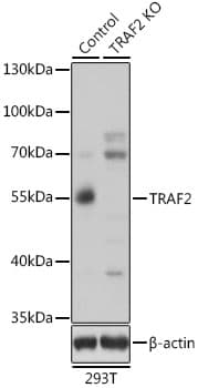 TRAF2 Antibody