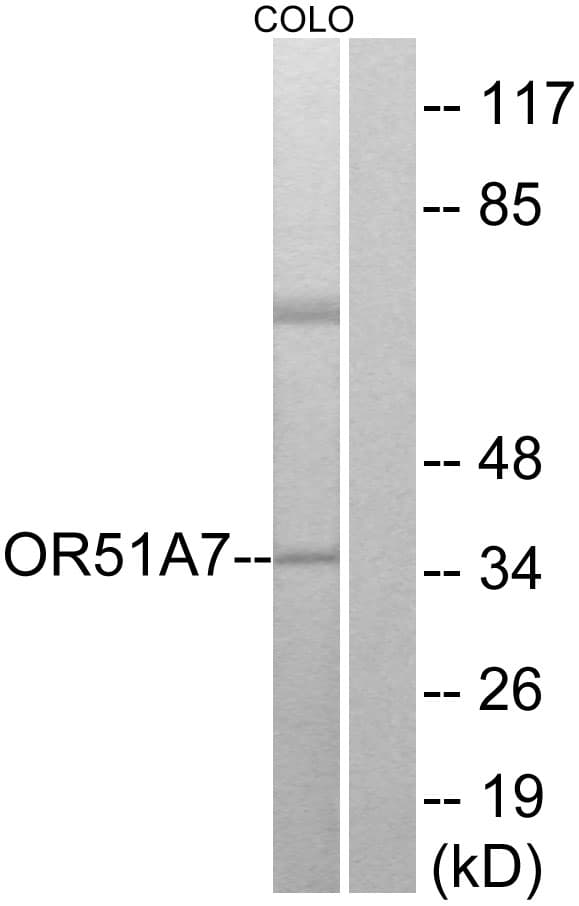 OR51A7 Antibody (aa232-281)