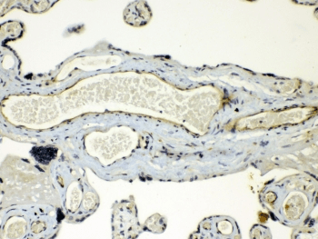 GJC1 / CX45 / Connexin 45 Antibody