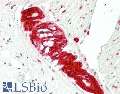 TUBB4 / Tubulin Beta 4 Antibody (clone 3C12, Carrier-free)