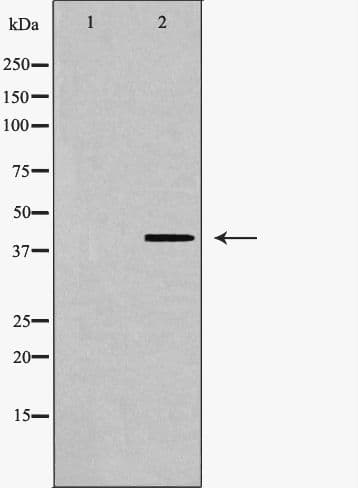 O3FAR1 / GPR120 Antibody