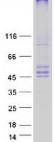 Human CerS6 / LASS6 Protein (Recombinant Myc-DDK (Flag))