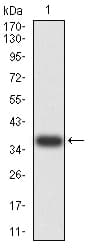 TFAP2A / AP-2 Antibody (clone 2H9B5)