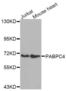 Polyclonal Rabbit anti-Human PABPC4 Antibody (IHC, WB)