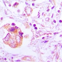 FAM3B Antibody