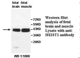 HS2ST1 Antibody