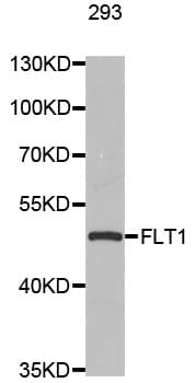 FLT1 / VEGFR1 Antibody
