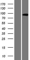 AMPD3 Protein (Over-Expression Lysate Myc-DDK (Flag))