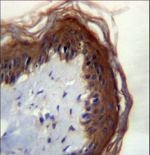 LIPM / LIPL3 Antibody (aa318-346)