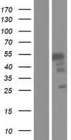 BRUNOL6 / CELF6 Protein (Over-Expression Lysate Myc-DDK (Flag))