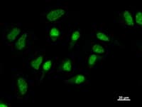 GATAD1 Antibody (clone GATA9A1D3)