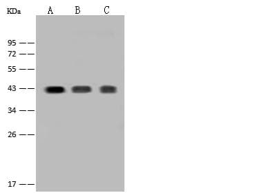 CD38 Antibody (Preservative Free)