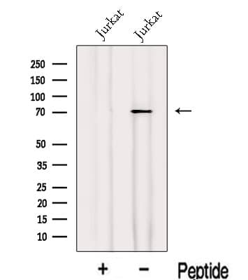 INTS9 Antibody