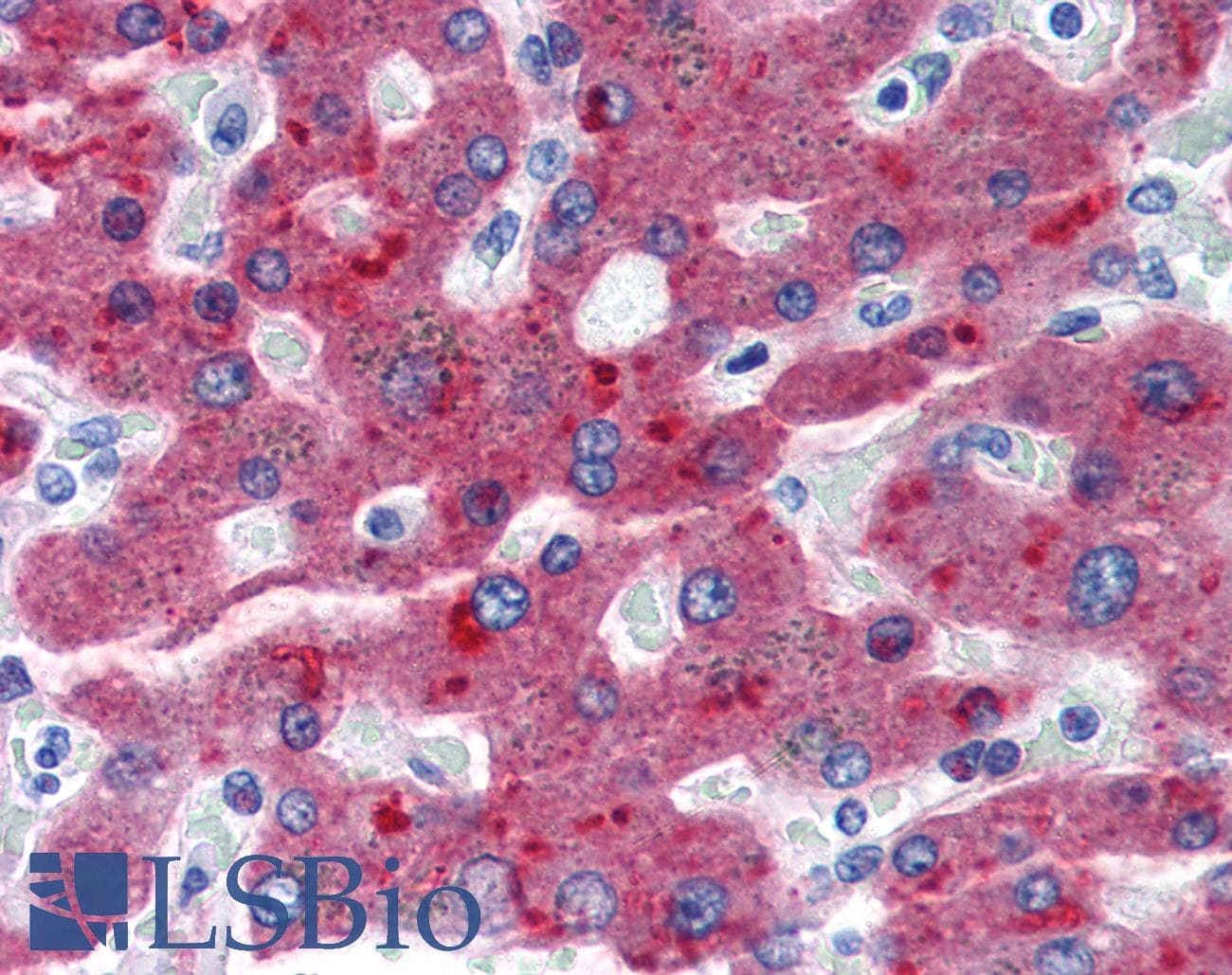 IHC-plus™ CFH / Complement Factor H Antibody (clone OX-24)