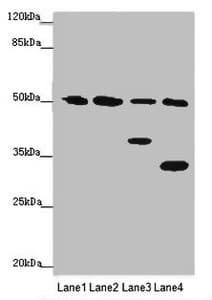 NCR3LG1 / B7H6 Antibody