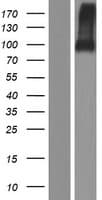 ELFN2 Protein (Over-Expression Lysate Myc-DDK (Flag))