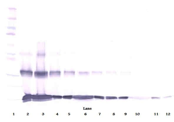 IHC-plus™ IL31 Antibody