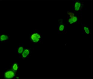 FOXP3 Antibody